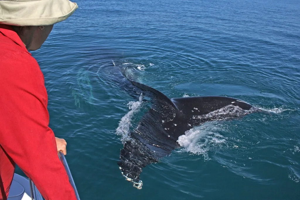 Whale spotting along California coast