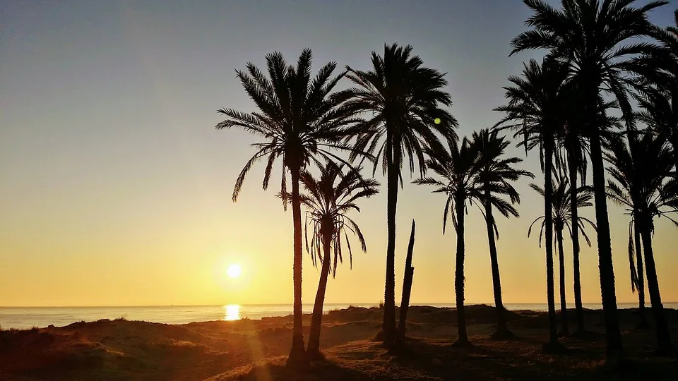 Torrevieja Palm Trees on a Beach