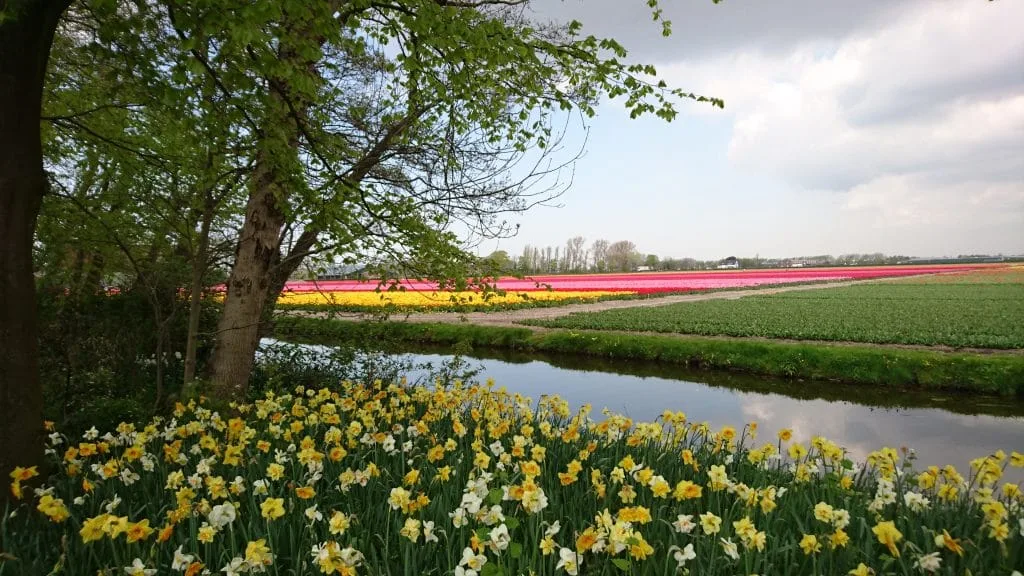 10 Karlien A Guide to Keukenhof_Tulip fields abutting Keukenhof