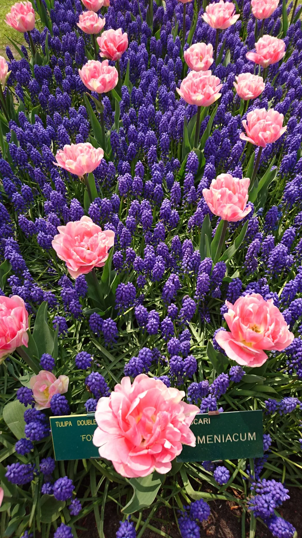 16 Karlien A Guide to Keukenhof