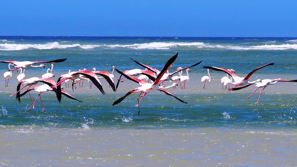 South Africa is home to a range of rare bird species