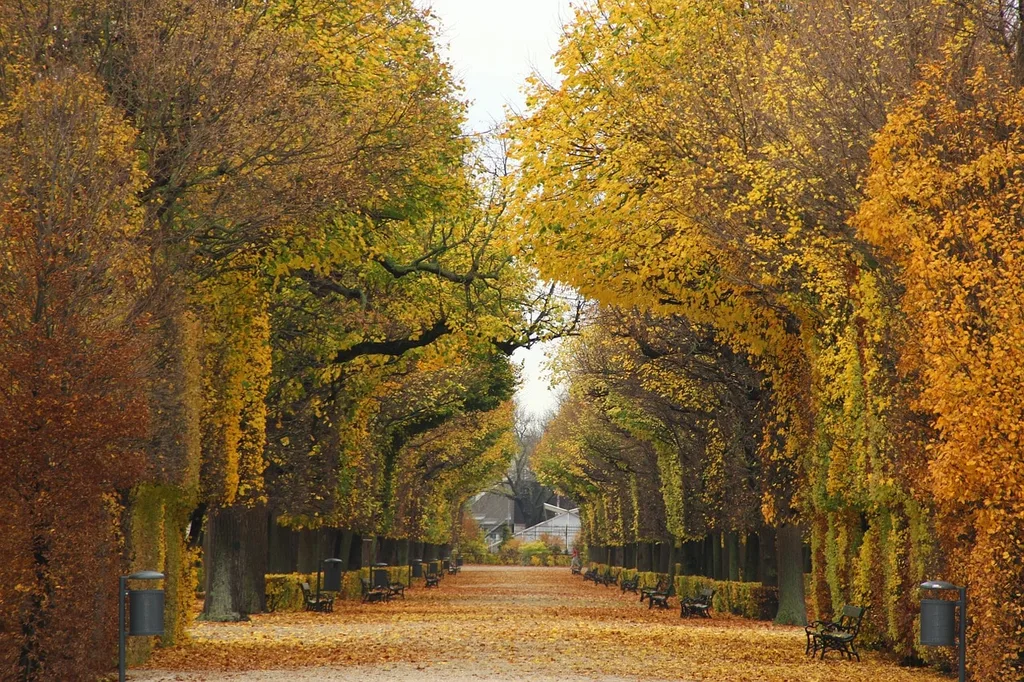 A beautiful park in Vienna in the fall