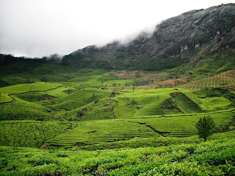 Tea plantation near Devikulam.