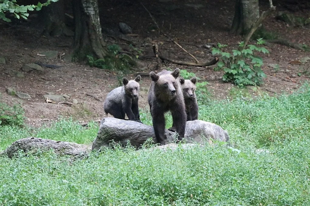 Bear watching in Transylvania