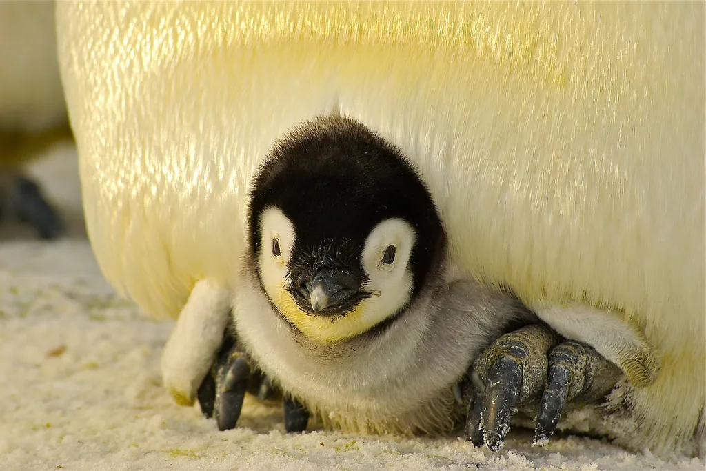 Penguins populate Antarctica and male penguins guard the chicks