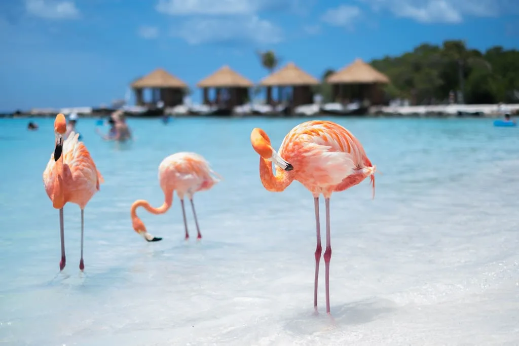 Playful flamingos on Flamingo beach in Aruba