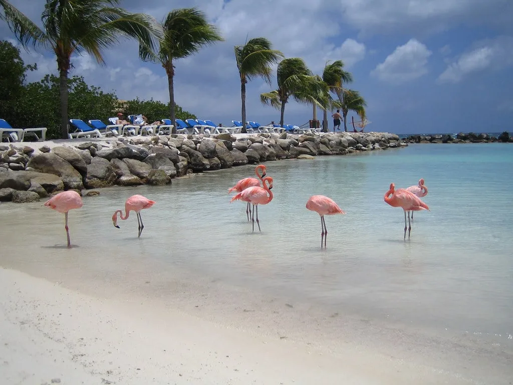 Flamingos posing in the water