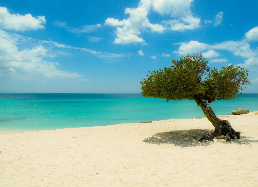 The famous fofoti tree in Aruba