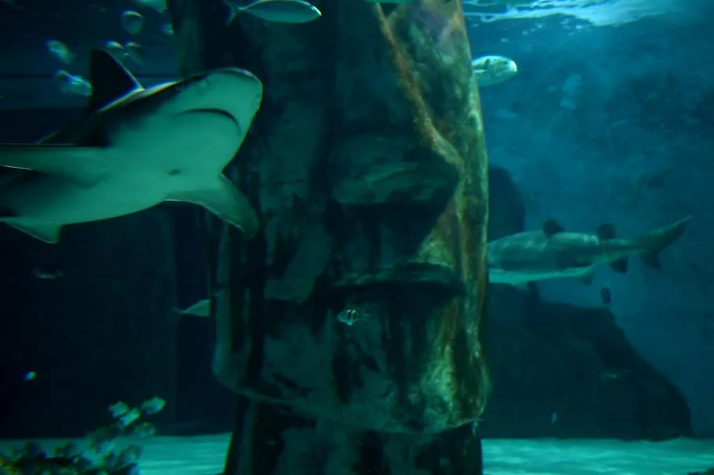 A Shark in a Sea Life Aquarium in London