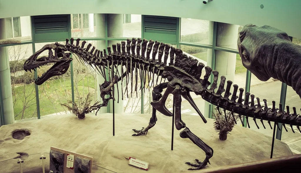 Dinosaur skeleton at Natural Museum of Sciences in Raleigh
