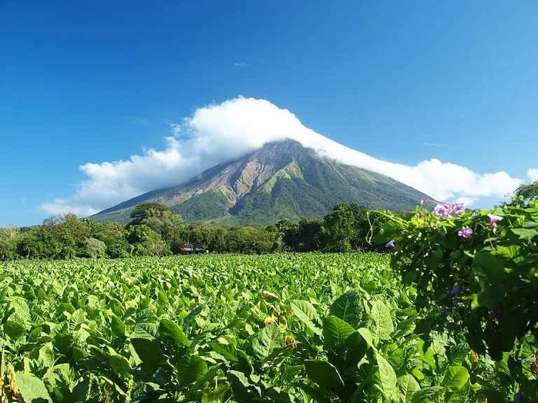 The Volcano Concepcion seen from Tobacco Fields
