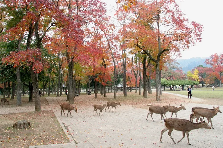 Deer in Nara