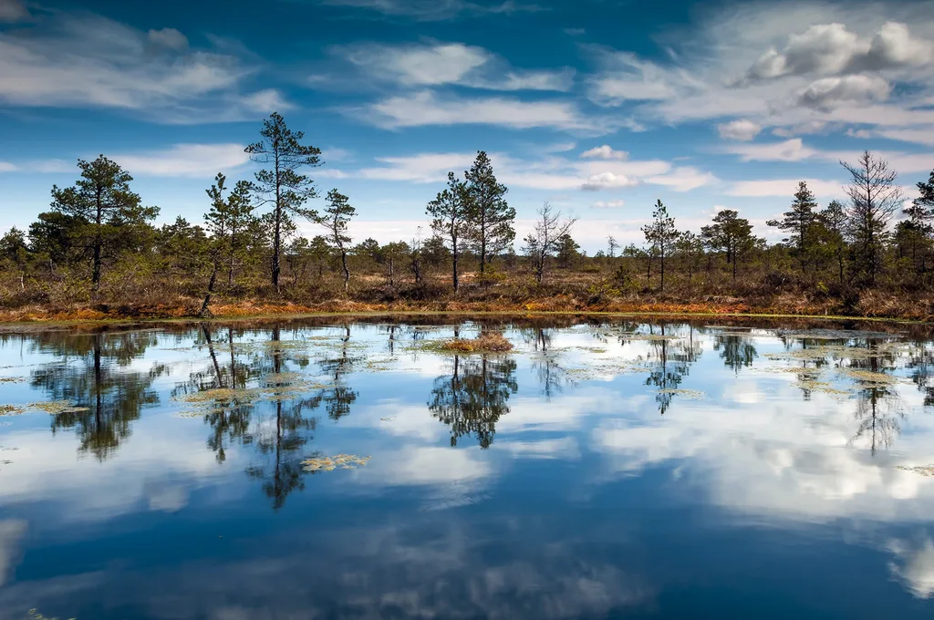 The bogs in Kõrvemaa