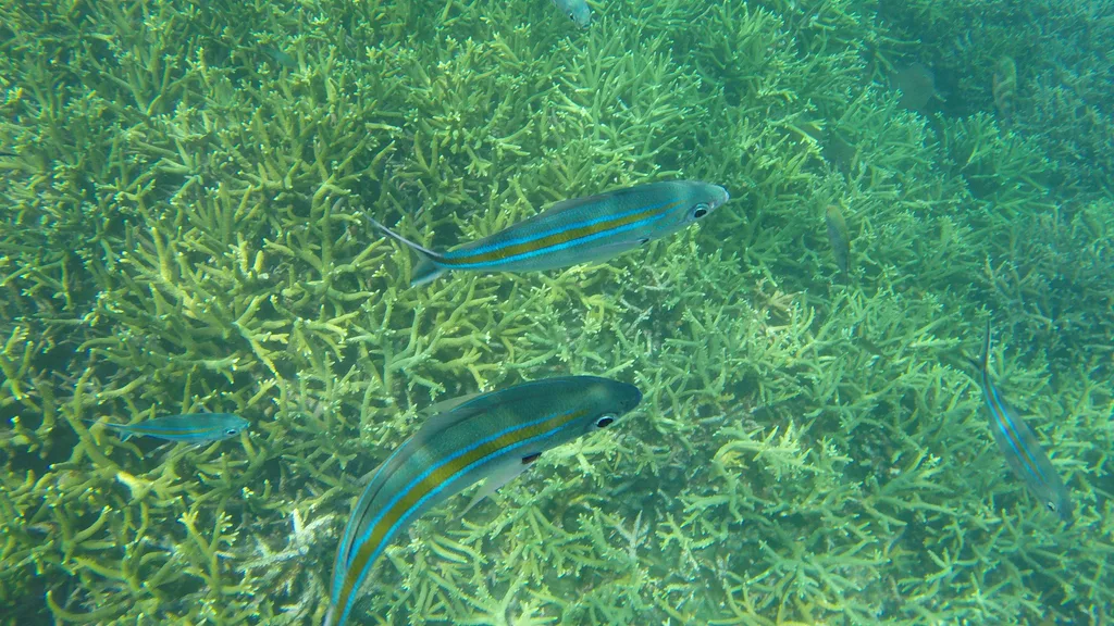 Redang Island Travel Guide - Coral Landscape