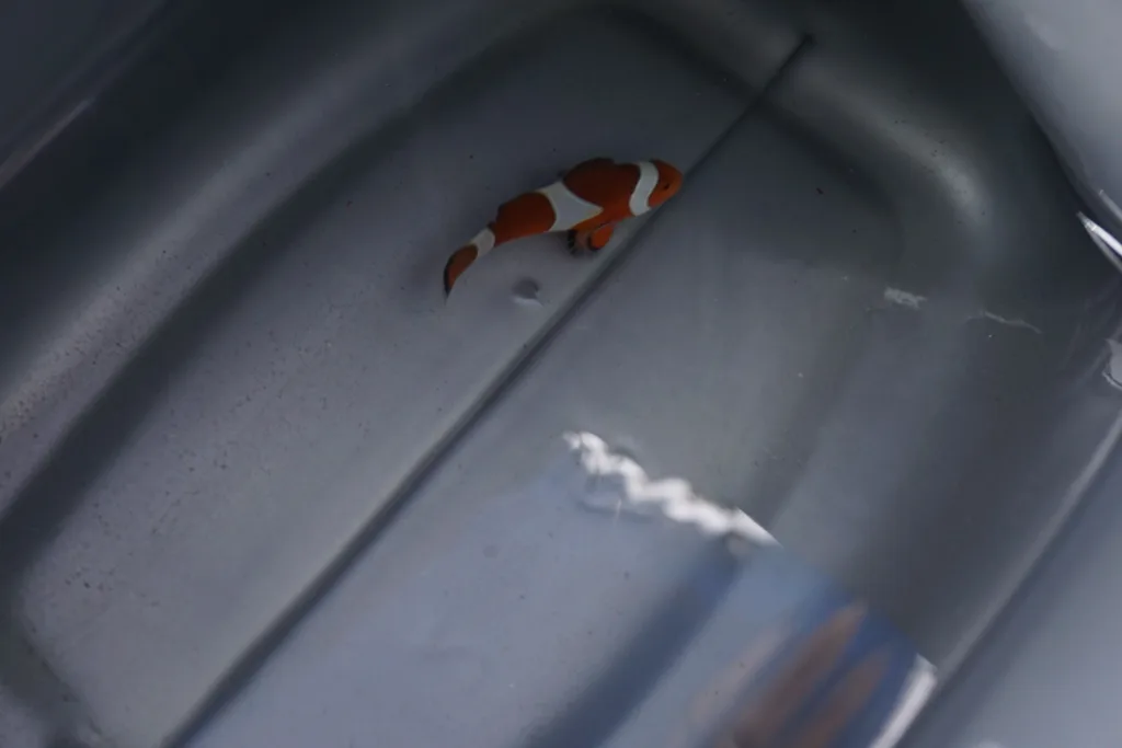 Redang Island Travel Guide - Clownfish Sighting
