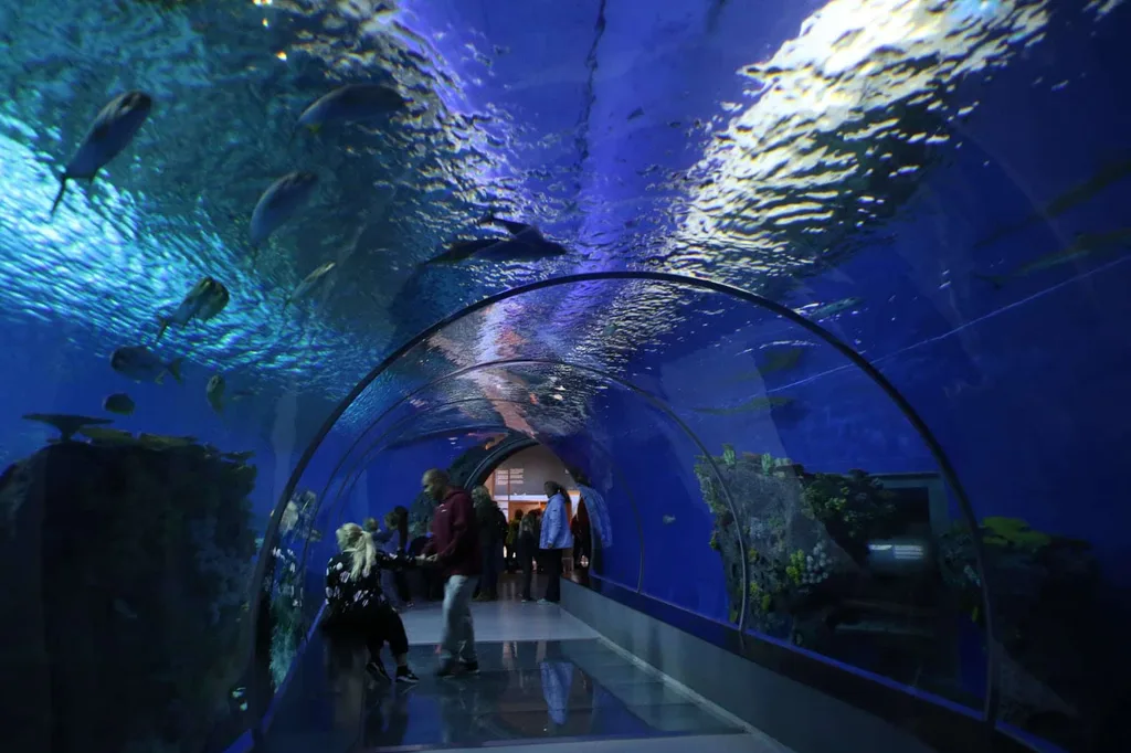 The shark tunnel is the main attraction of Loveland Aquarium