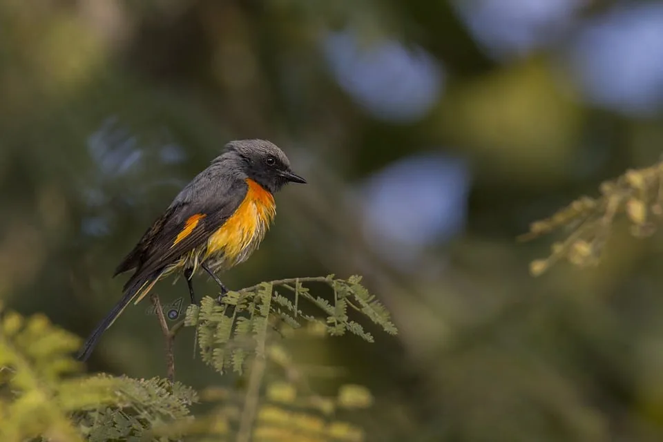 Species of Birds seen on Boat Tour, Mysore