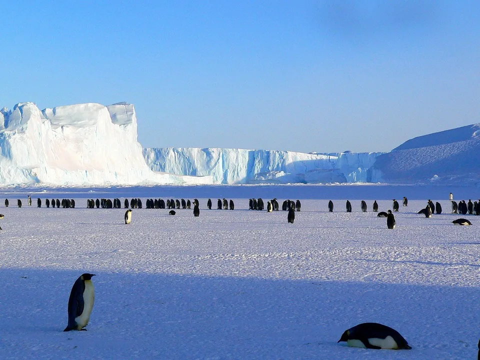 Penguins Walking Across Snow in Antarctica