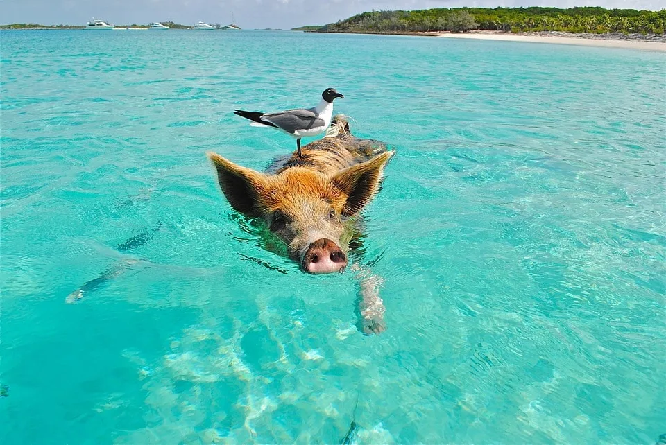 A Pig Swimming with a Bird in Staniel Cay