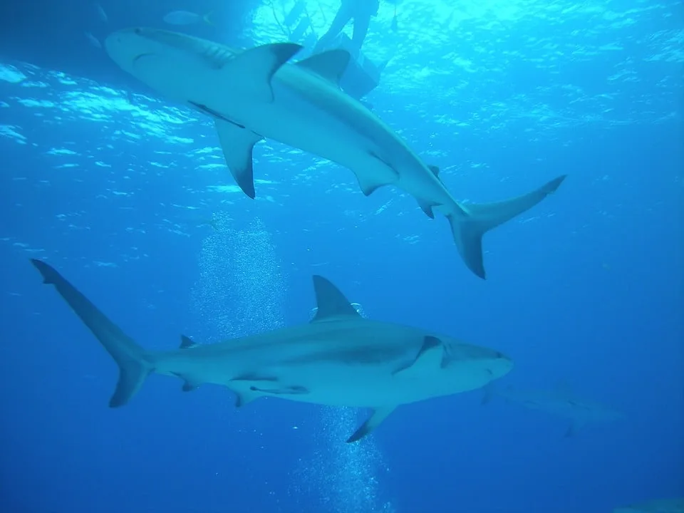 Sharks swimming in the waters around Nassau