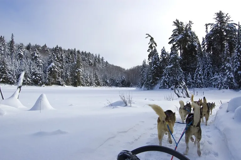 Several dogs pulling the sled