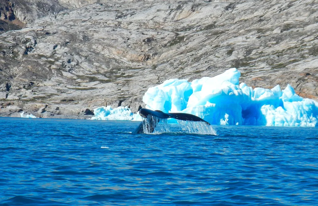 Sailing in Greenland is perfect for marine life spotting
